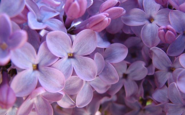 Lilac Wallpapers