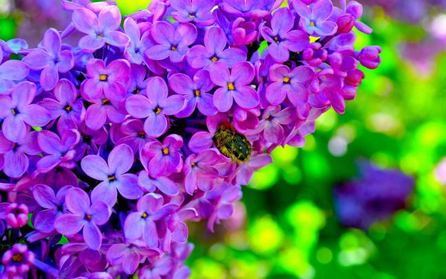 Lilac Wallpapers Images Photos Pictures Backgrounds