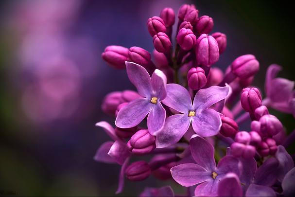 Lilac Micro Wallpaper, HD Flowers 4K Wallpapers, Images, Photos and 