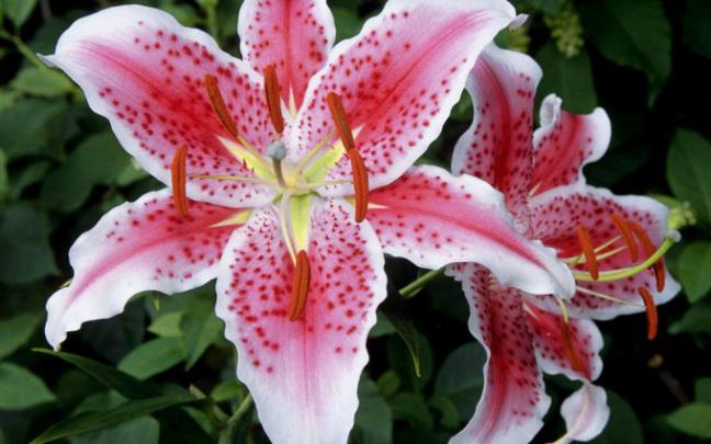 lilly wallpapers - HD Desktop Wallpapers