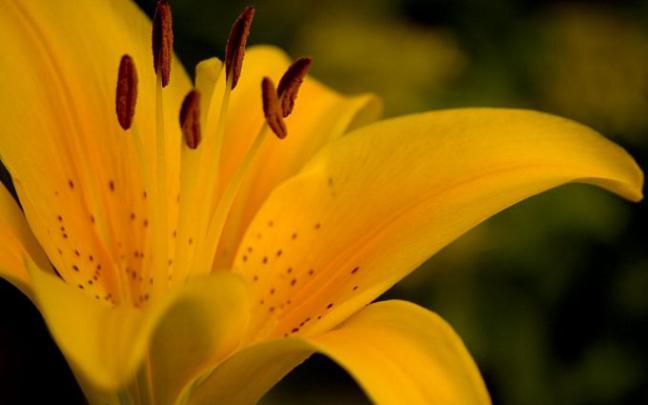 lilly desktop wallpaper - HD Desktop Wallpapers