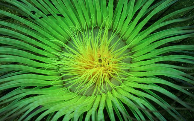 lime green wallpaper - HD Desktop Wallpapers