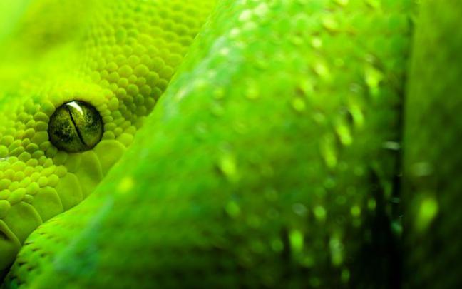 lime green wallpaper - HD Desktop Wallpapers
