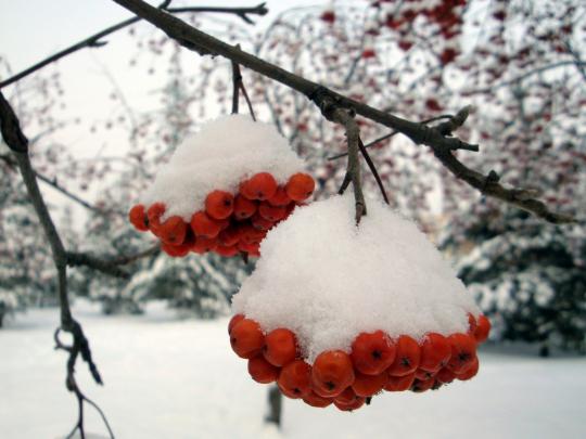 Live Snow Falling Wallpaper (54+ images)