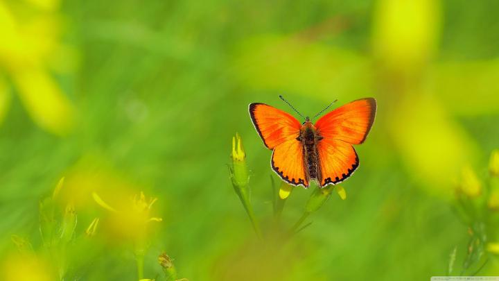 Insects Wallpapers