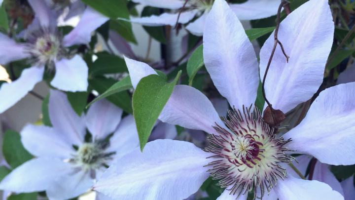 May 2017 Desktop Wallpaper Download | THE JOY BLOG