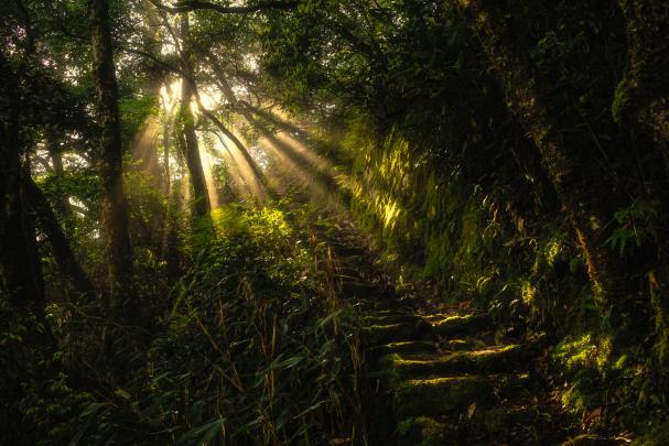 nature, Landscape, Sun rays, Ladders, Trees, Plants, Monsoon Wallpapers 
