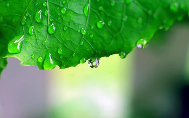 Monsoon Leaf HD desktop wallpaper : Widescreen : High Definition 