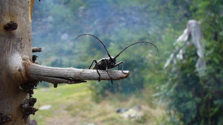 HD photo of beetle, desktop wallpaper of mustache, twig | ImageBank.biz