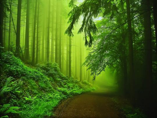green, Nature Wallpapers HD \/ Desktop and Mobile Backgrounds