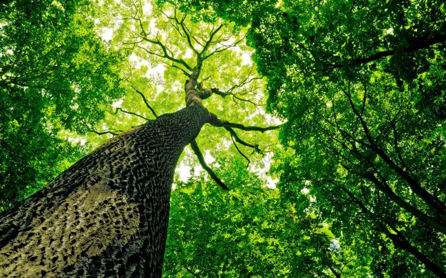 trees, Nature Wallpapers HD \/ Desktop and Mobile Backgrounds