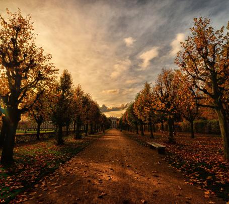 nature, Trees Wallpapers HD \/ Desktop and Mobile Backgrounds