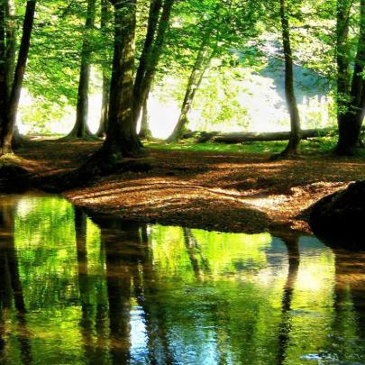 10 Best Hd Forest Wallpapers 1080P FULL HD 1080p For PC Desktop 2020
