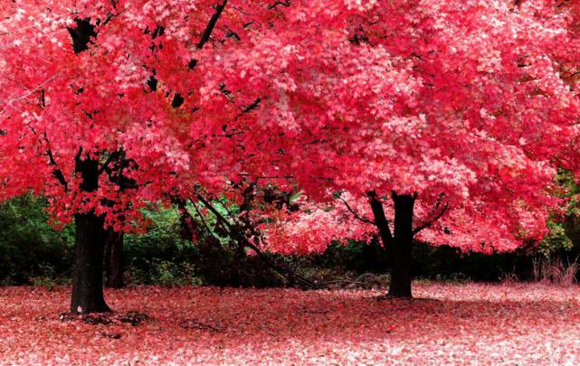 Spring Scenery Wallpaper 1080P - Spring Nature Wallpaper Phone Nature 