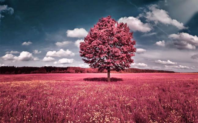 1280 X 800 Nature Wallpapers - Top Free 1280 X 800 Nature Backgrounds 