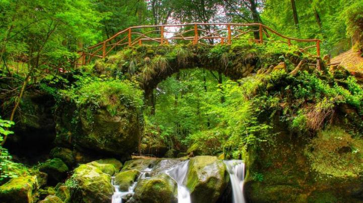 Green Forest Bridge Nature Desktop PC wallpaper | nature and landscape 