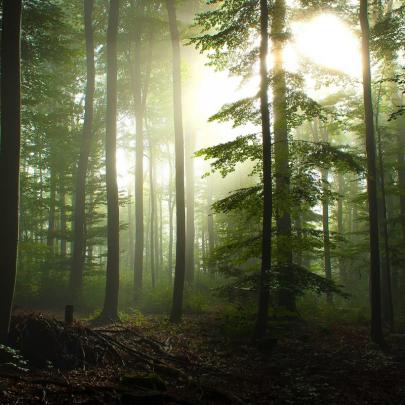 10 Best Hd Forest Wallpapers 1080P FULL HD 1080p For PC Desktop 2020