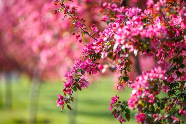Full HD Nature Wallpapers - 4k, HD Full Nature Backgrounds on WallpaperBat