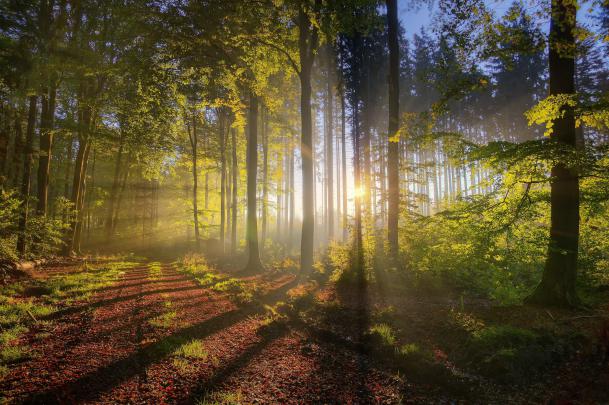 Ultra HD Forest Wallpapers - Top Free Ultra HD Forest Backgrounds 