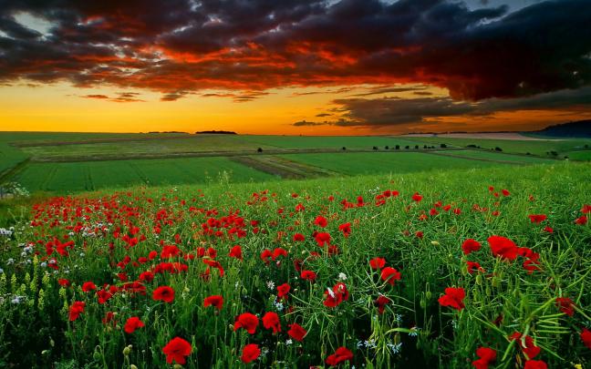 field sunset hd - HD Desktop Wallpapers