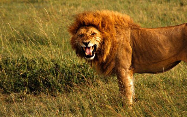 cool lion wallpapers - HD Desktop Wallpapers