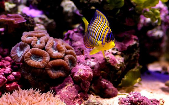 underwater cool wallpaper - HD Desktop Wallpapers