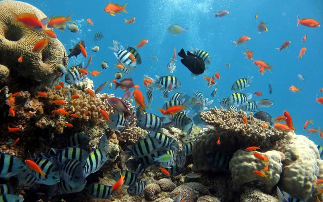 [46+] Ocean Live Wallpaper for Windows 