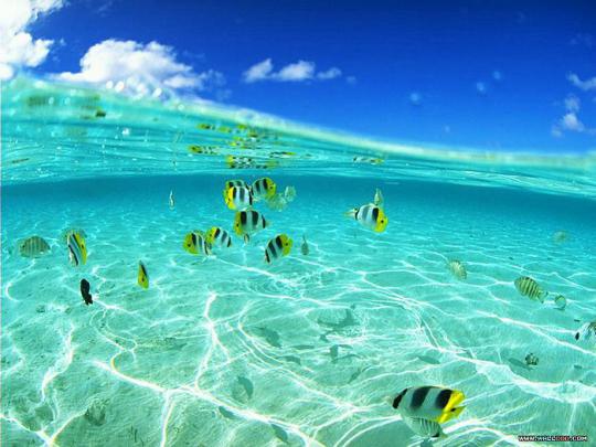 Live Ocean Wallpaper for Desktop -