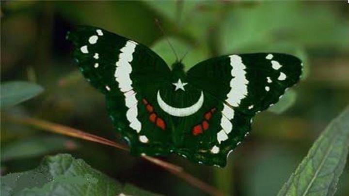 Pak Flag Wallpapers 2016