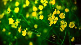 Flower Wallpaper Hd 1920x1080