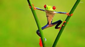 Frog Wallpaper 1920x1080
