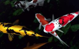 Koi Fish Desktop Wallpaper