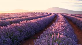 Lavender Wallpaper For Desktop