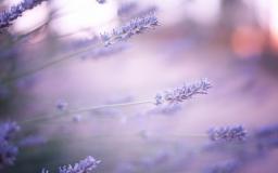 Lavender Wallpaper For Desktop
