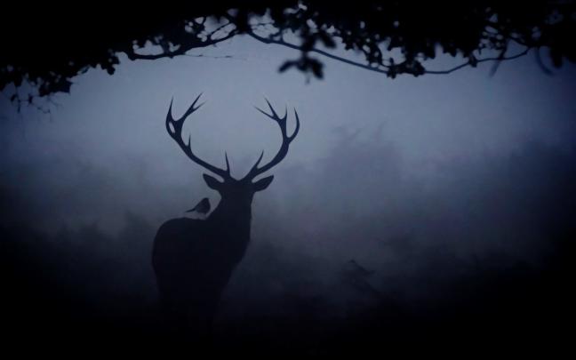 Hannibal Desktop Wallpapers - Top Free Hannibal Desktop Backgrounds 