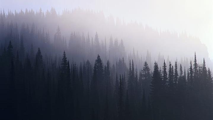 Nature, hipster, 1920x1080, dark, Forest, uhd, ultra hd, HD wallpaper 