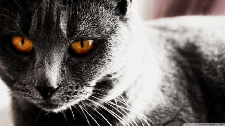 Download Wallpapers, Download 1920x1080 dark cats 1920x1080 wallpaper 