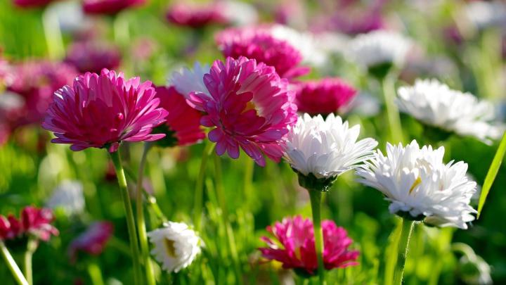 Wallpaper Spring Flowers Desktop | 2021 Cute Wallpapers