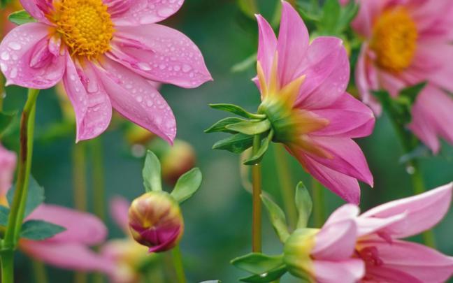 [49+] May Flowers Wallpaper HD Desktop 