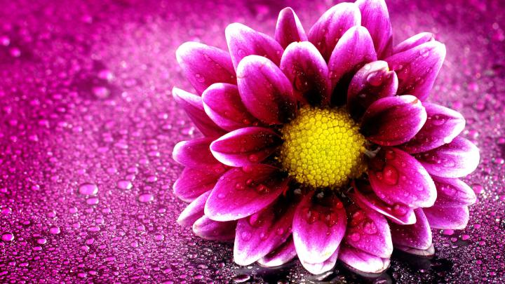 HD Flower Wallpaper (75+ pictures)