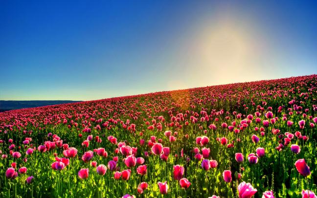 Tulips Background Wallpaper (70+ images)