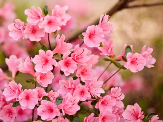 Best 30+ Flower Background HD on HipWallpaper | Flower Wallpaper 