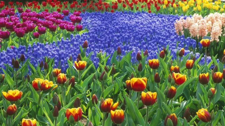 Download Wallpapers, Download 1920x1080 flowers tulips holland 