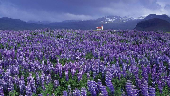 flowers fields church iceland lupine 1920x1080 wallpaper High Quality 