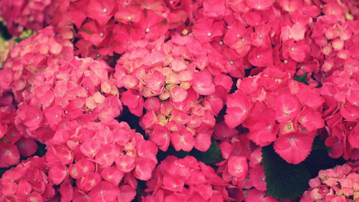 Pink Flower Desktop Wallpaper \u00b7\u2460 