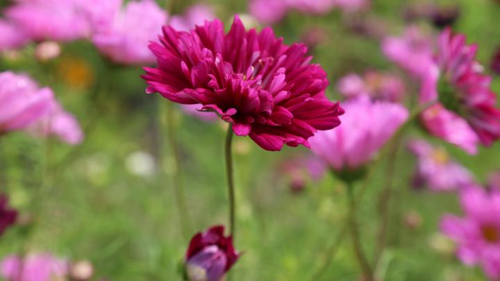 Pink Flower Wallpaper Background \u00b7\u2460 