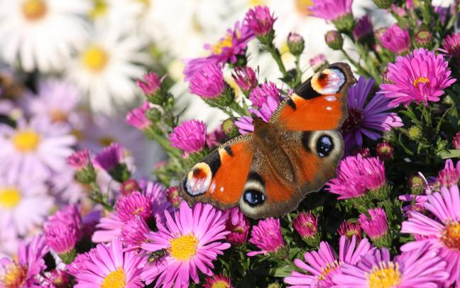 Beautiful Butterflies and Flowers Wallpapers (56+ images)