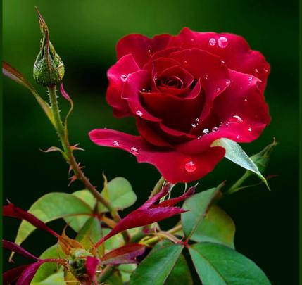 Flower Images Hd Wallpapers 1080P Download : 800 Beautiful Free Rose 