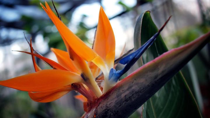 [47+] Floral Wallpaper with Birds 