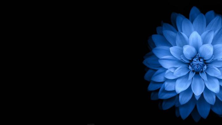 #555525 1920x1080 flowers blue black dark wallpaper JPG 113 kB | Mocah 